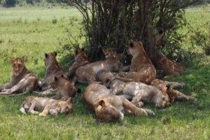 13 Days Kenya Tanzania Safari Adventures 3