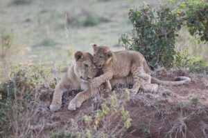 5 Days Kenya Safari Holiday Package