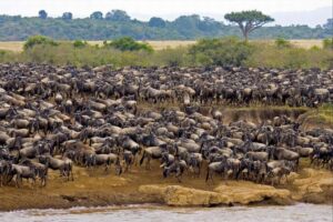 10 Days East Africa Year-Round Migration Safari1