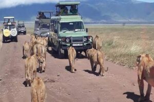 9 Days Exclusive Family Safari in Tanzania1