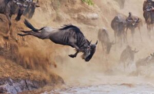 9 Days Kenya Tanzania Wildebeest Migration Safari2