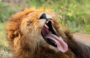 10 Days Kenya Photography Safari Package1