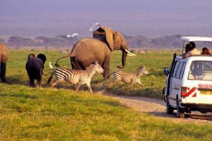 10 Days Kenya Tanzania Combined Safari Holiday