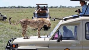 11 Days East Africa Migration Safari Route 2