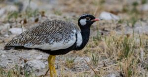 13 Days Namibia Botswana Birding Tour Adventure