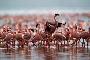 14 Days Kenya Birding Watching Safari Adventure1