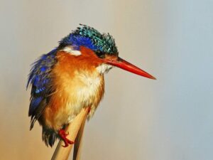 14 Days Namibia Birdwatching Trip Tour3