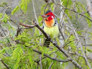 17 Days Kenya Birdwatching Safari Tour Package1