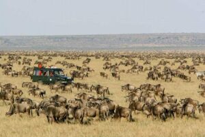 6 Days Maasai Mara Serengeti Luxury Safari Package 1