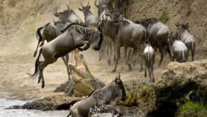 6 Days Masai Mara Wildebeest Migration Safari
