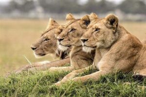 7 Days Kenya Holiday Safari Package