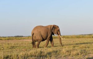 7 Days Kenya Safari Experience Holiday3