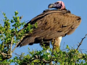9 Days Kenya Birding Safari Package2