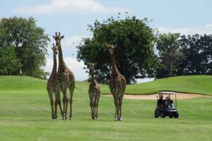 9 Days Kenya Golf Vacation1