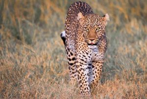 9 Days Kenya Wildlife Photography Safari Package