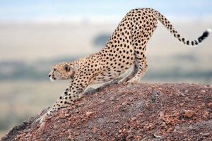 9 Days Kenya Wildlife Photography Safari Package1