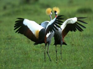 Uganda Birding Safaris2