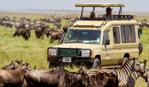 13 Days Kenya Tanzania Safari Adventures