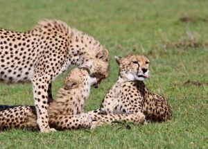 13 Days Kenya Tanzania tour safari package1